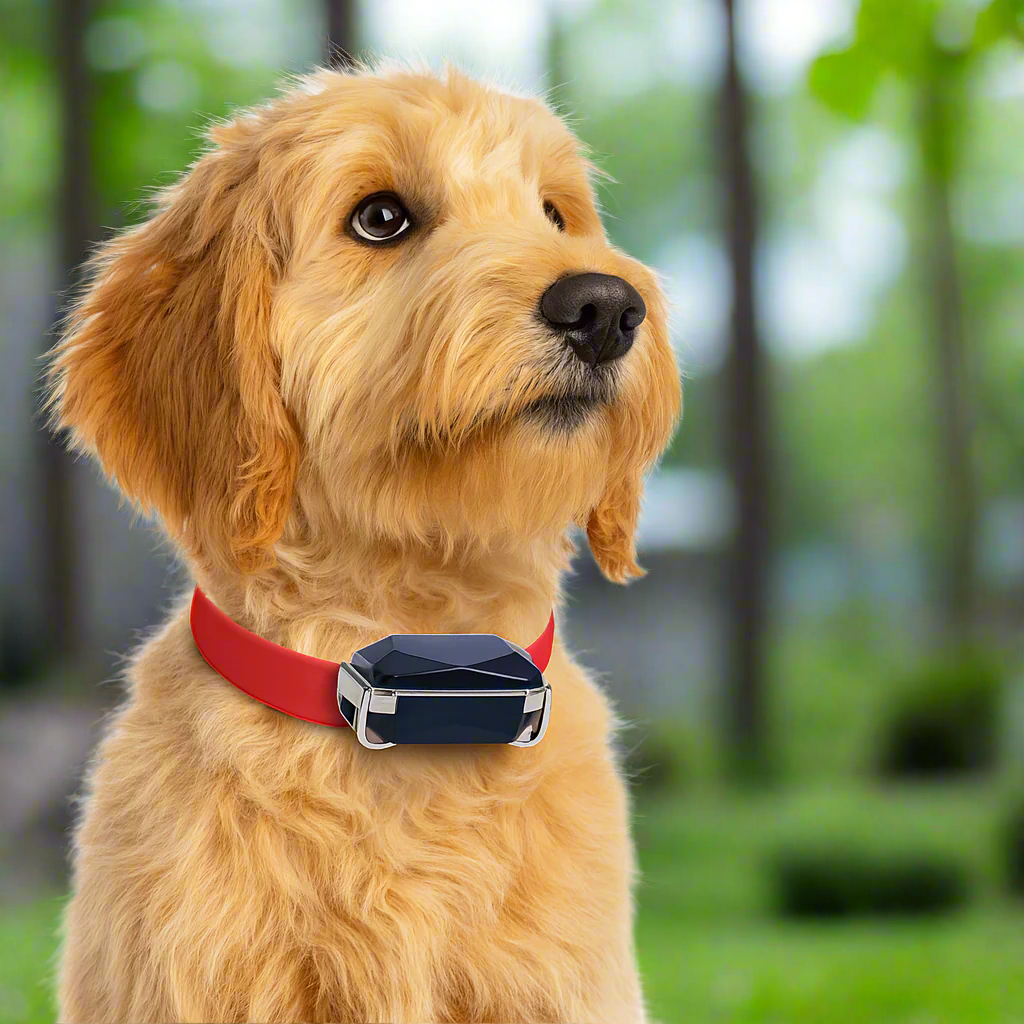 GPS Cat Collar with Real-Time Tracking – Lightweight Cat Tracker Collar Compatible with Mobile App 3